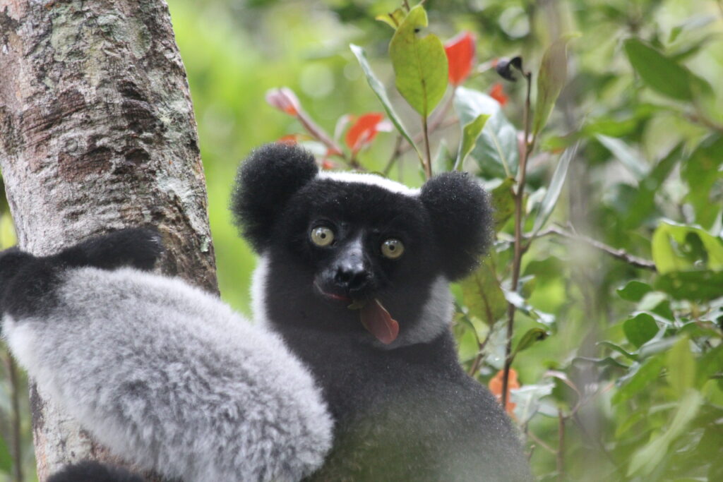 Indri_Madagascar
